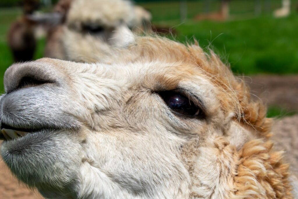 self-hosting Llama vs Claude — photo by Ellephant on Unsplash