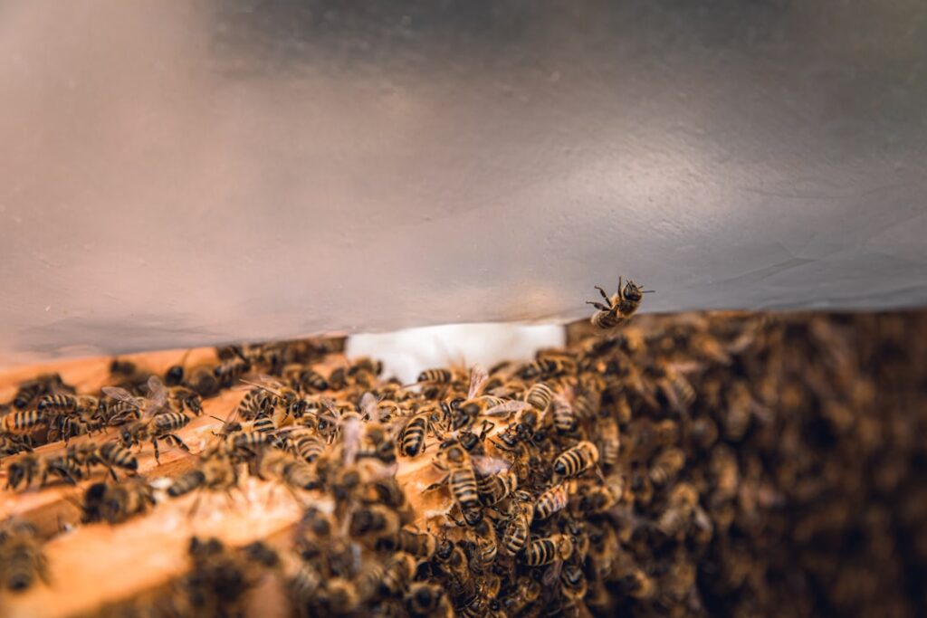 streaming Claude API agents — photo by Bianca Ackermann on Unsplash